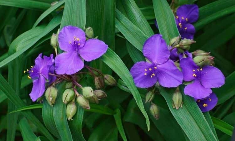 Three master flower purple flowers
