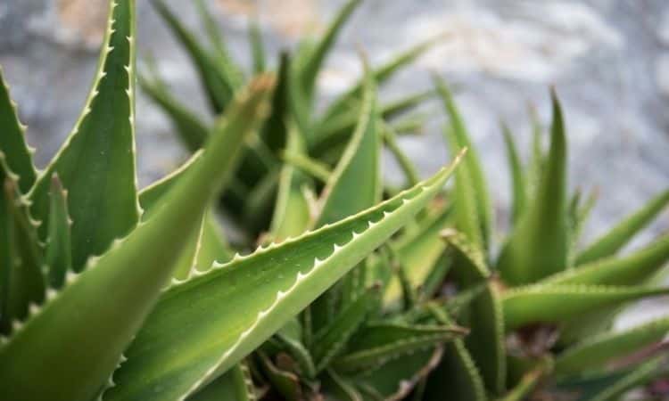 Care For An Aloe Vera Plant: Planting and Health Benefits Of True Aloe