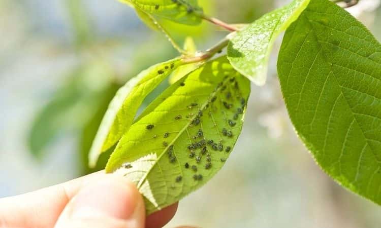 aphids on the leaf