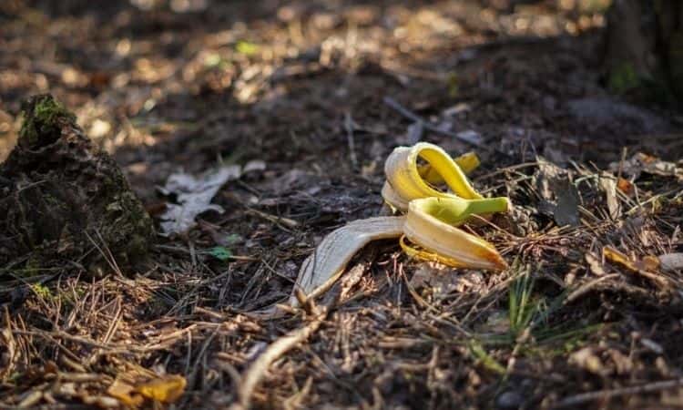 banana peals on the ground