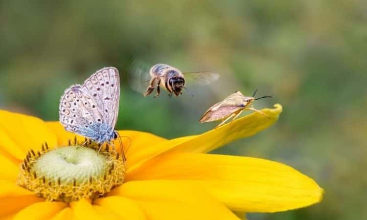 bee-butterfly-blue