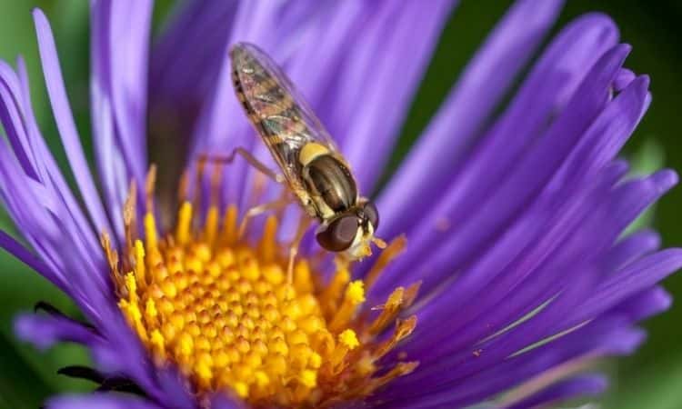 bee on the Autumn aster purple flower