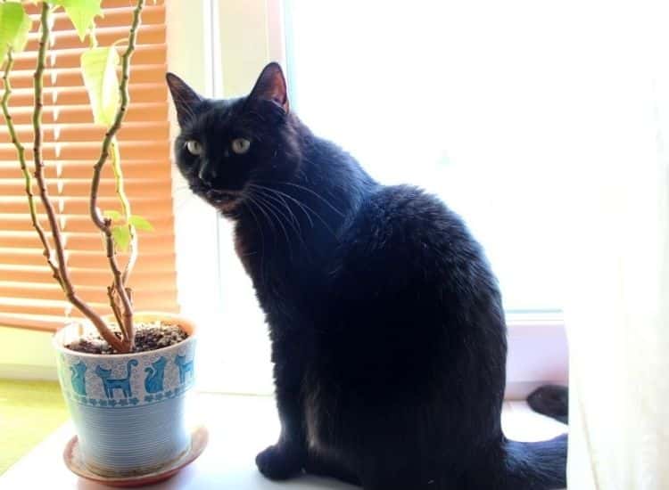 black cat and valerian plant in the pot
