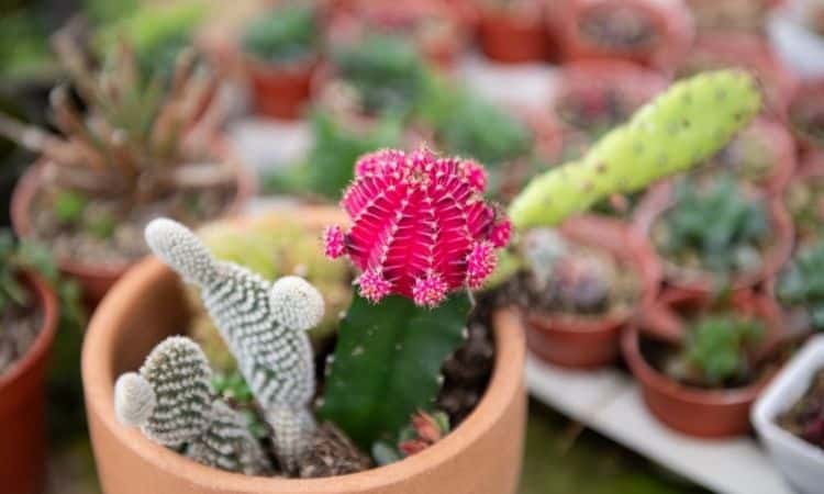 cactus in the pot bloom