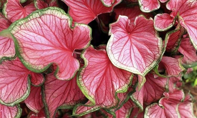 Caladium: Proper Planting, Care And Propagation Of An Elephant Ear Plant