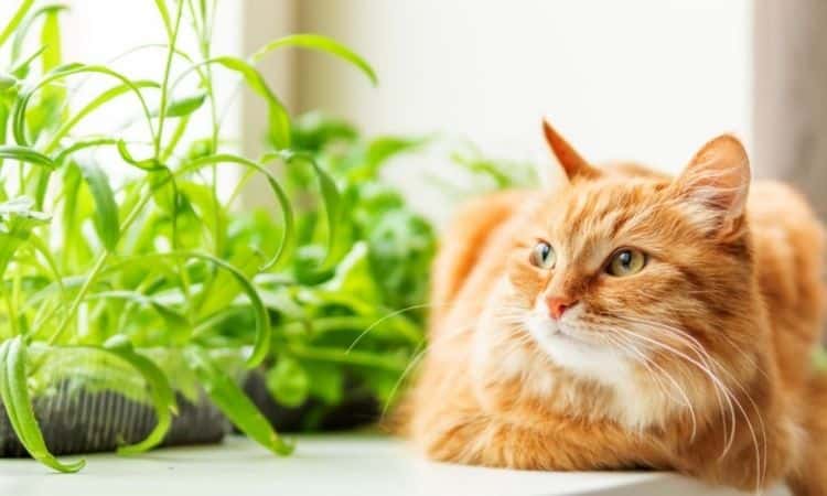 cat herbs window sill