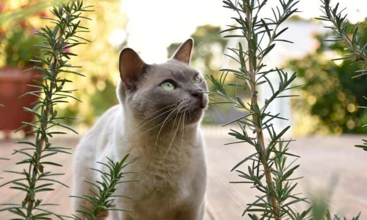 Healthy Herbs For Cats Medicinal Herbs And Fragrant Plants From The Garden