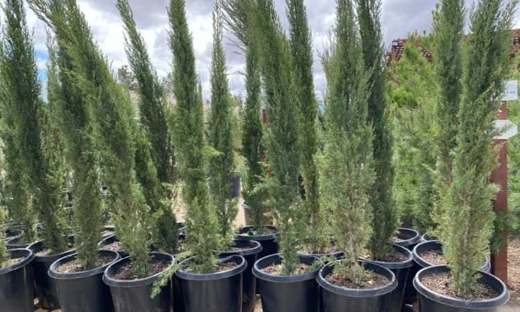 cypress in plant pot