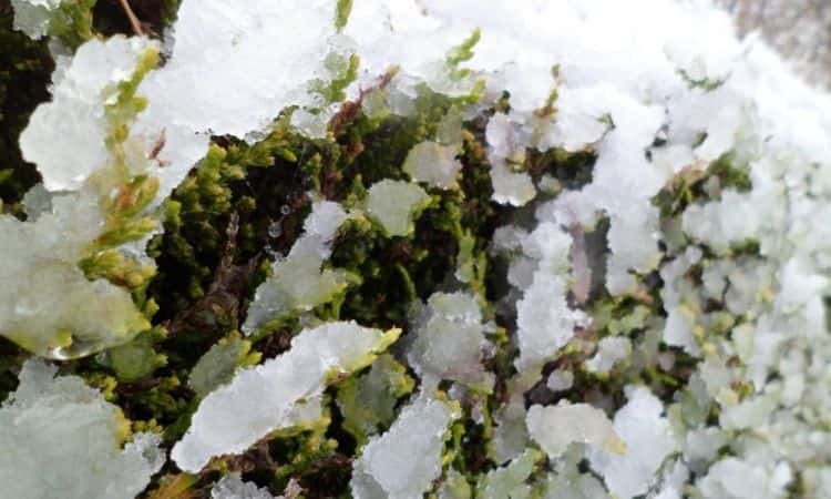 cypress rear snow