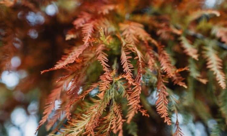 cypress-twigs-brown