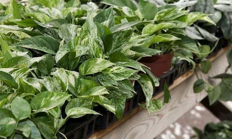 Devil’s Ivy (Epipremnum): Expert Tips For Propagating And Growing