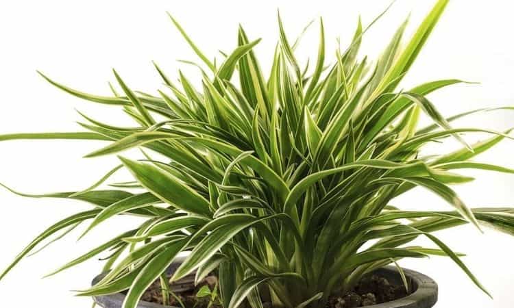 Dragon Tree: Expert Tips About Care And Grow The Dracaena Marginata