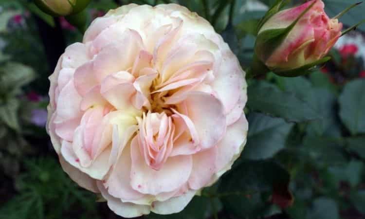 englische rose ein shropshire-bursche