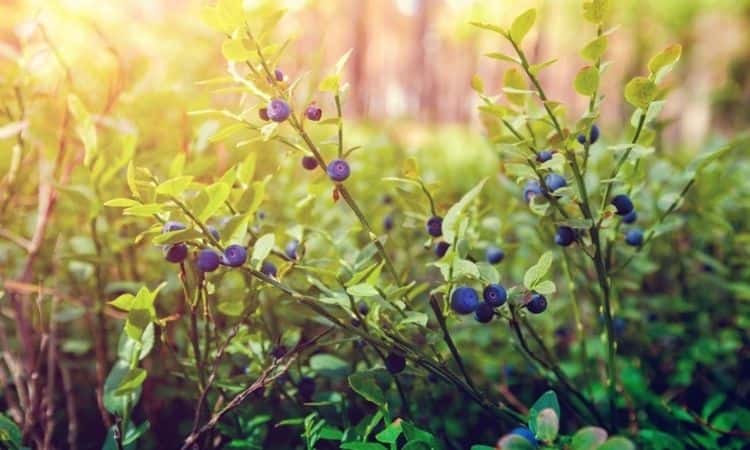 35 The Best Varieties Of Blueberry For Your Garden