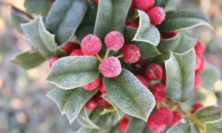Holly: Everything To Plant And Care For The Shrub