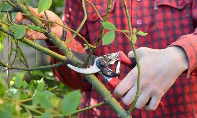 How To Prune Roses: When Are They Pruned?