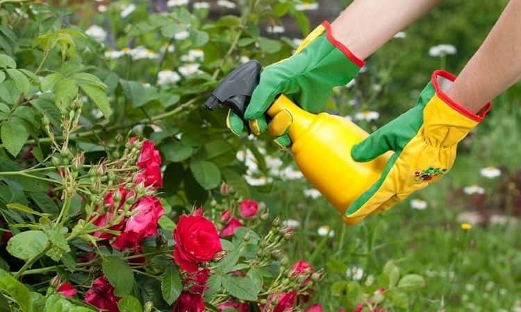 gardener spray fertilize rose