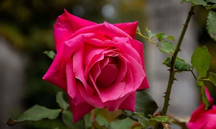 grace english rose