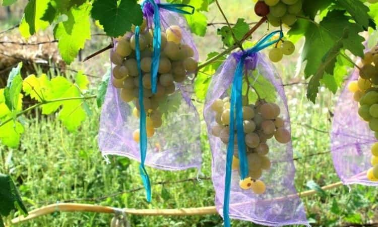 grape protection bag