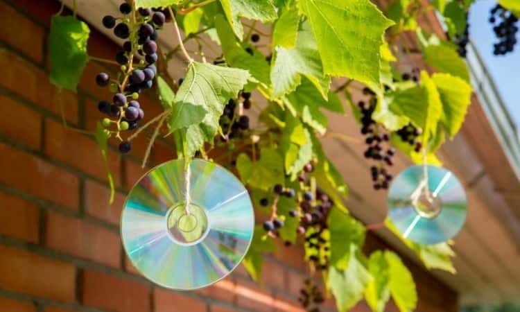 grapes-for-birds-protection-cd
