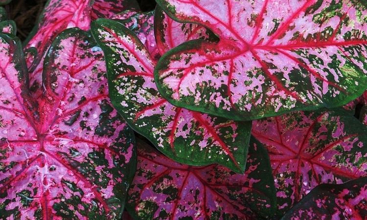 green and pink caladium leaves