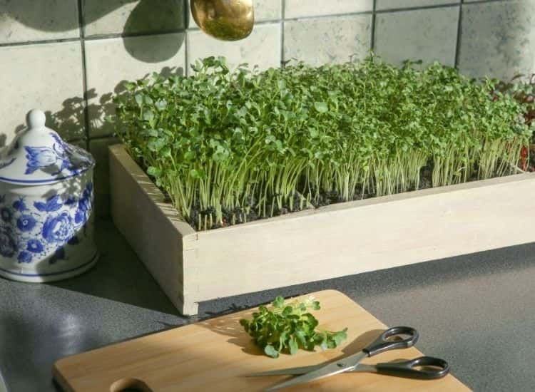 grow microgreens in container on the table