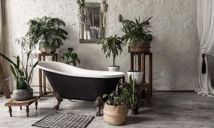 10 The Best Houseplants For The Bathroom No Light