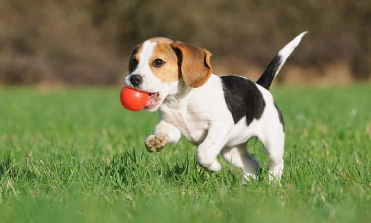 Lawn Fertilizer For Dog Owners: What To Look For?