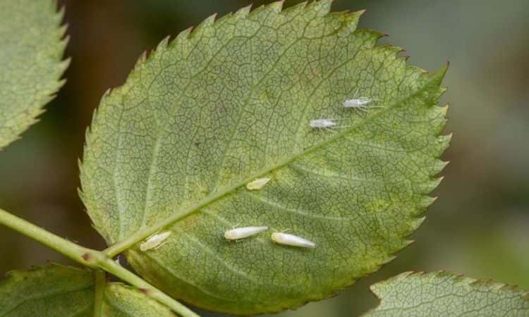 leafhopper on rose leaf underside