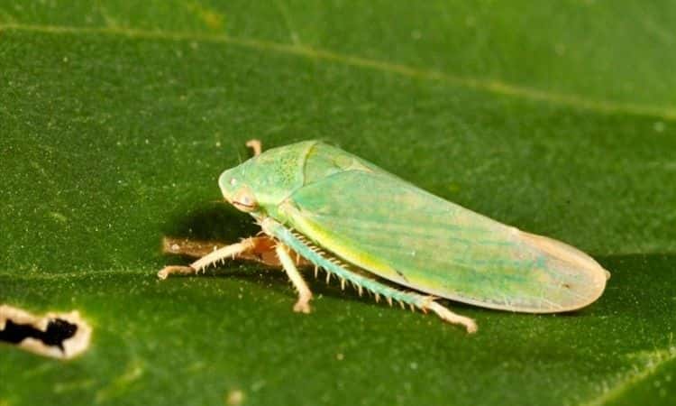Leafhopper On Roses (Edwardsiana rosae): Everything For Natural Pest Control