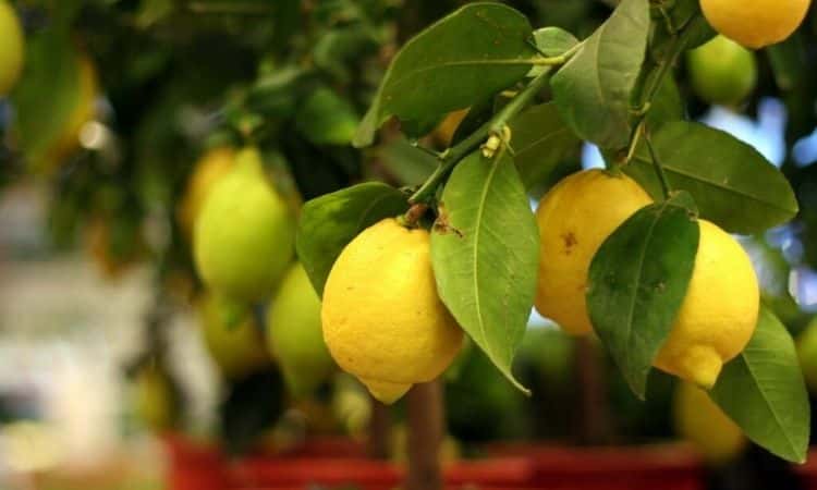 Fertilize Lemon Tree: How And With Which To Fertilize Properly?