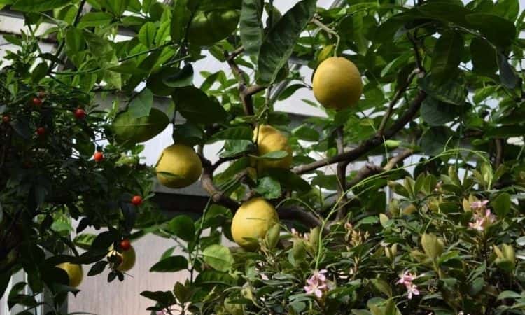 lemon tree fruits