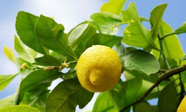lemon-tree-with-lemon