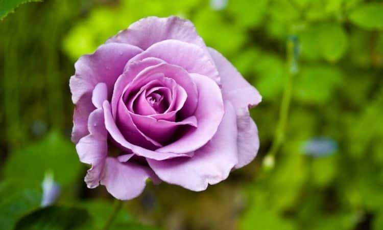 Purple Roses: The 5 Most Beautiful Varieties From Lilac To Purple