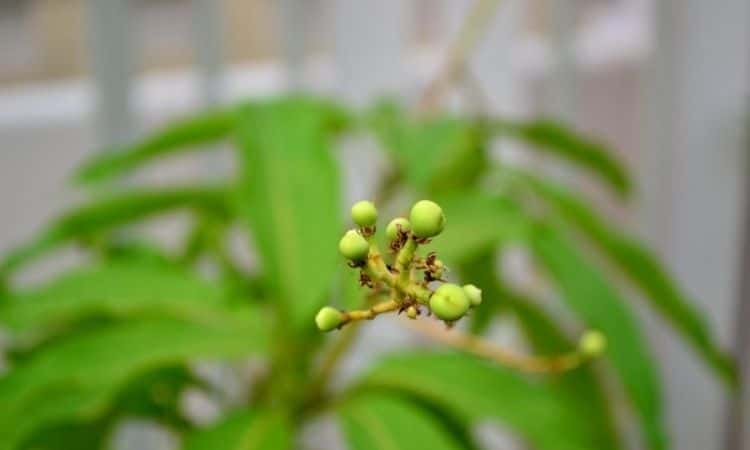 mango tree young plant