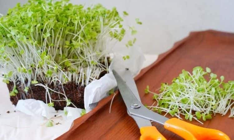 microgreens-harvesting-scissors