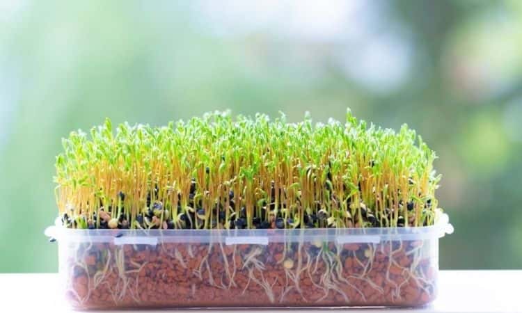 microgreens sprouts tupperware