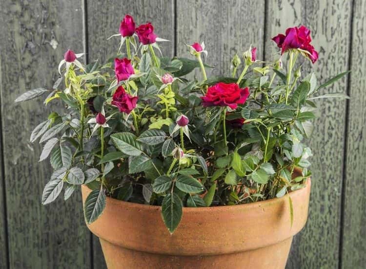 miniature-roses-in-pot
