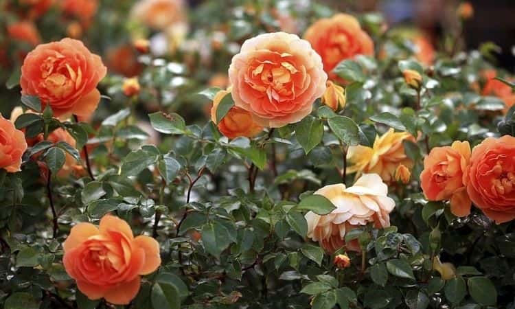 Care For Roses Bushes: Everything Important From Fertilizing To Pruning