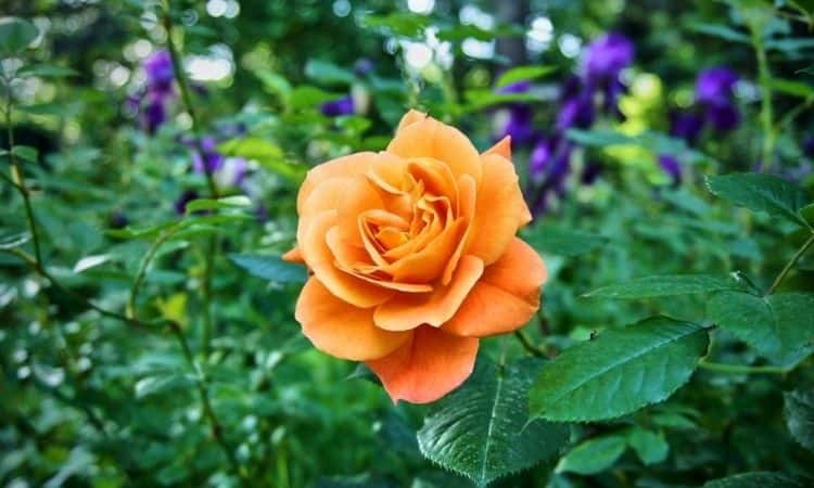 orange westerland rose
