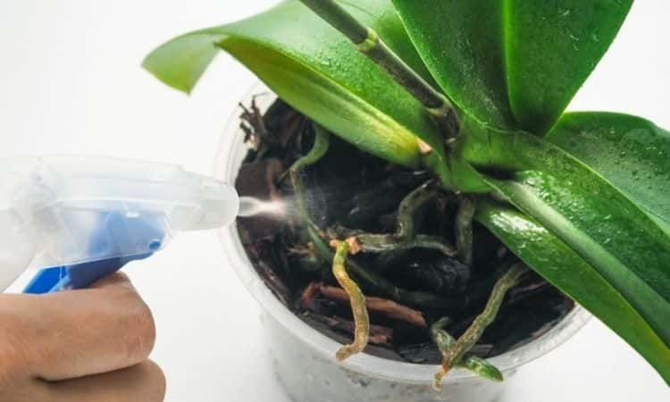 Care For An Orchid: 7 Most Common Mistakes