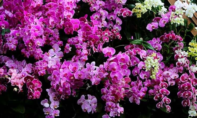 Fertilize Orchids: Procedure And Care Tips From The Expert