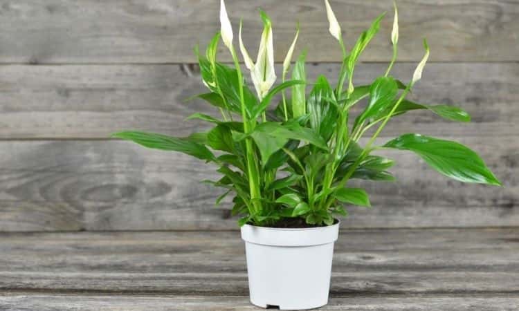 peace lily in the pot