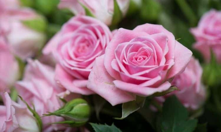 Pink Roses: The 15 Most Beautiful Rose Varieties