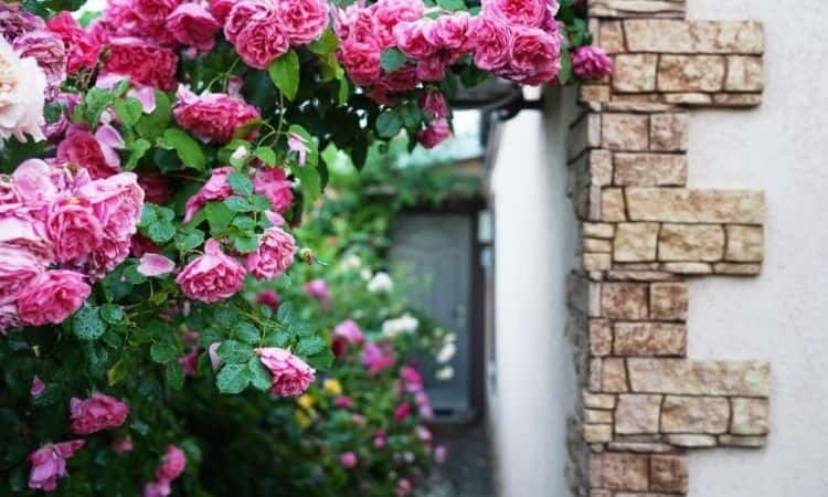 Roses Climber: Location, Care And Robust Types