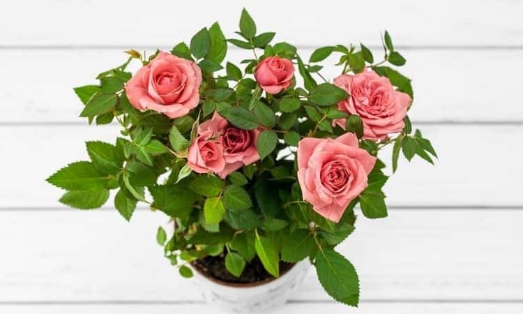 pink roses in a pot