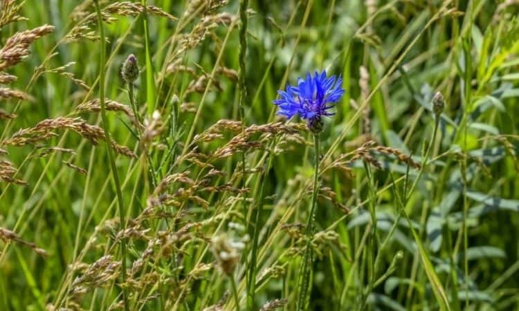 poa-pratensis-single-blue-flower