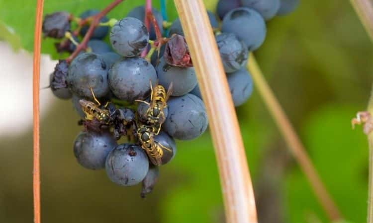 protect grapes from wasps