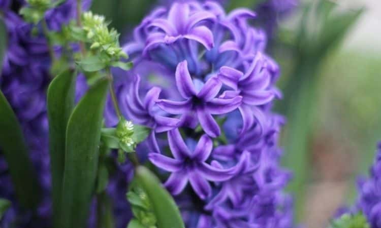 purple Star hyacinth flower