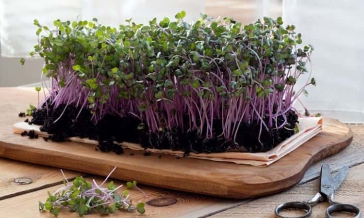 red cabbage microgreen plant on the kitchen